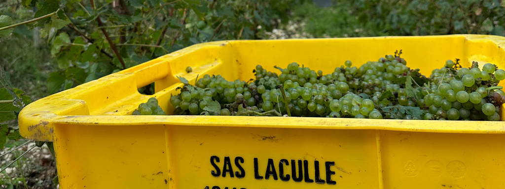 Vendange ’24 – Champagne Harvest Report